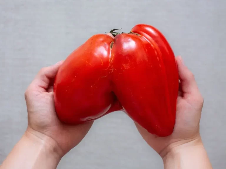 sezonowe warzywa czerwony pomidor bawole serce