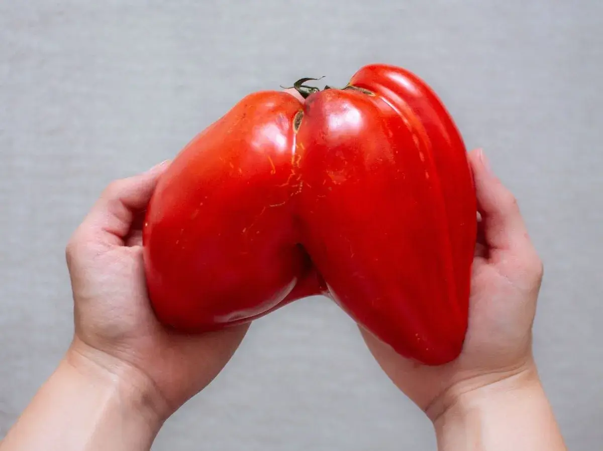 sezonowe warzywa czerwony pomidor bawole serce