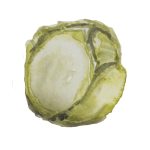 Kapusta biała, ilustracja Emilia Wiśniewska, Sezonologia