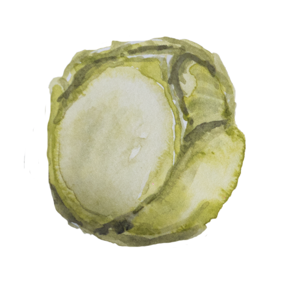 Kapusta biała, ilustracja Emilia Wiśniewska, Sezonologia