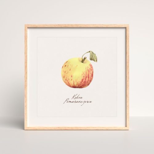 Plakat Koksa pomarańczowa